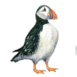 Dw00316 Download Atlantic puffin (Lunde) watercolour