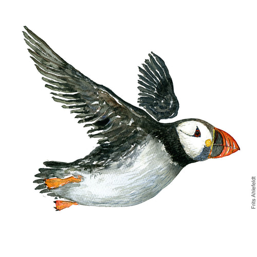 Dw00317 Download Atlantic puffin (Lunde) watercolour