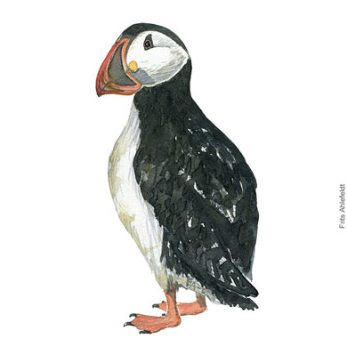 Dw00319 Download Atlantic puffin (Lunde) watercolour
