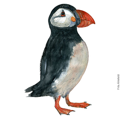 Dw00320 Download Atlantic puffin (Lunde) watercolour