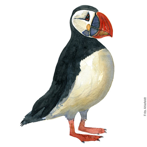 Dw00321 Download Atlantic puffin (Lunde) watercolour