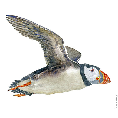 Dw00322 Download Atlantic puffin (Lunde) watercolour