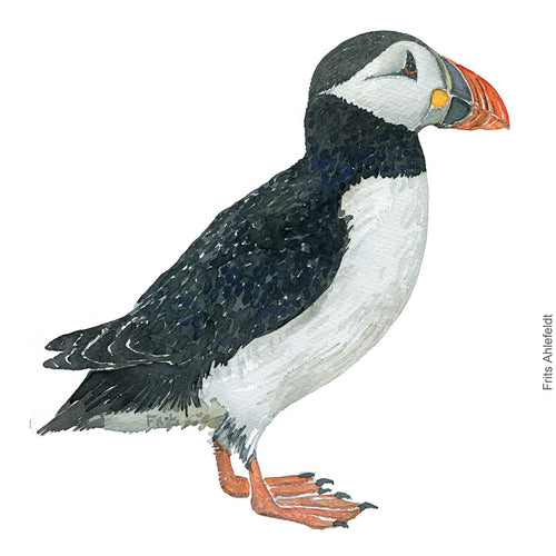 Dw00323 Download Atlantic puffin (Lunde) watercolour