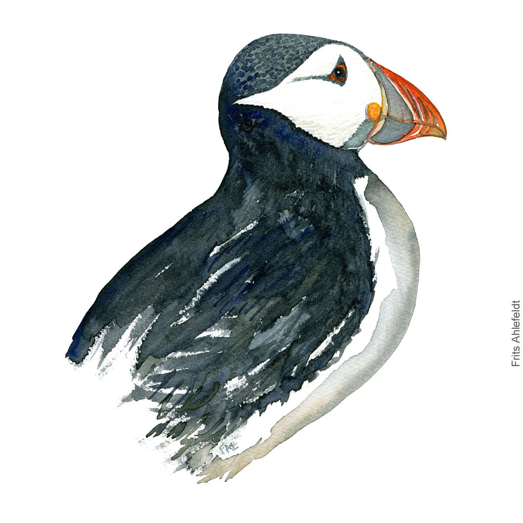Dw00324 Download Atlantic puffin (Lunde) watercolour