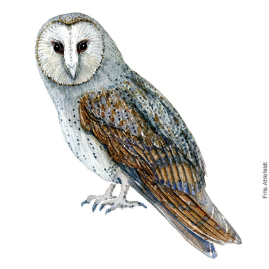 Dw00325 Download Barn owl (Slørugle) watercolour