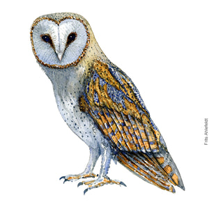 Dw00326 Download Barn owl (Slørugle) watercolour
