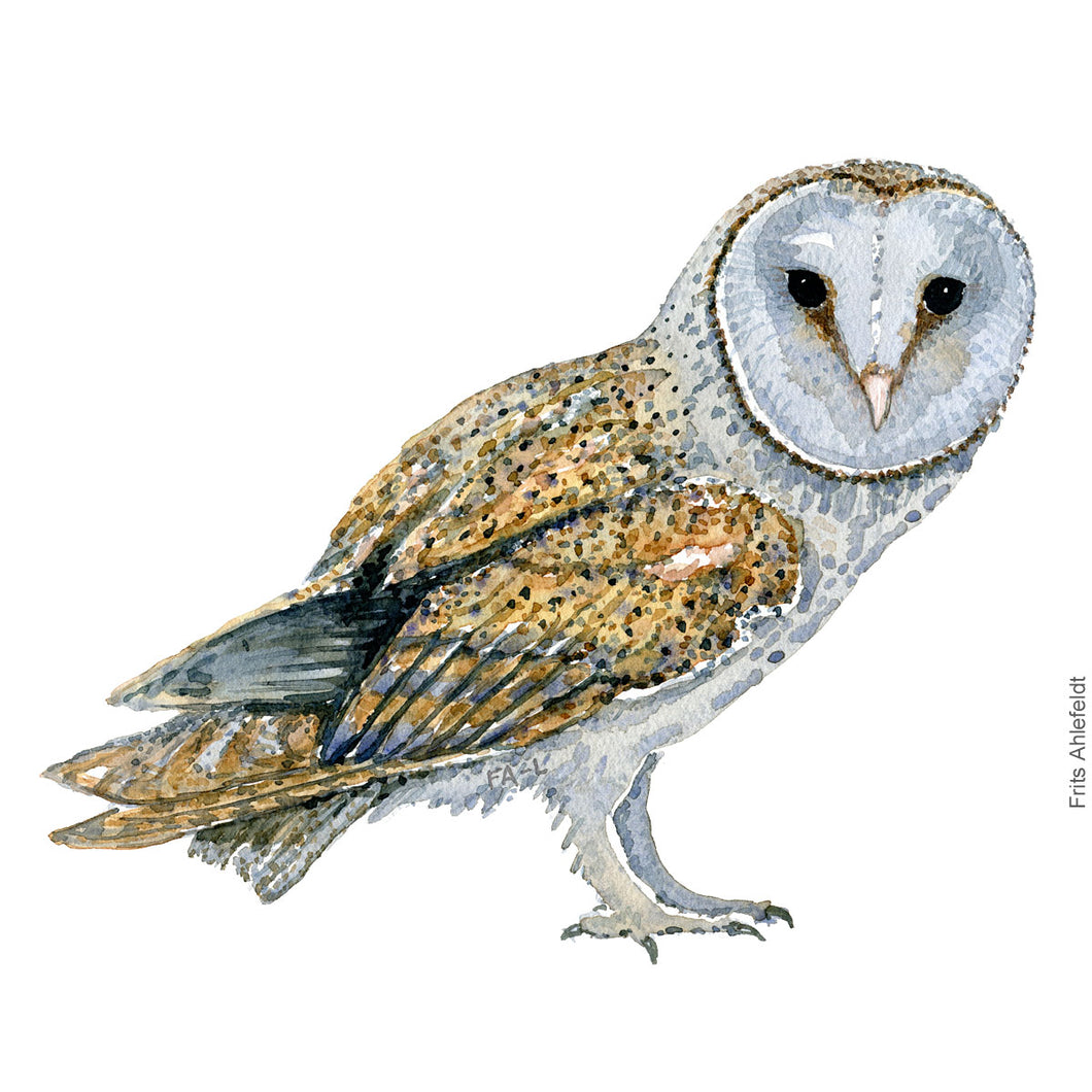 Dw00327 Download Barn owl (Slørugle) watercolour
