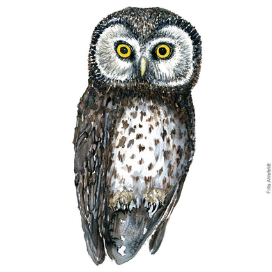 Dw00328 Download Boreal owl (Perleugle) watercolour
