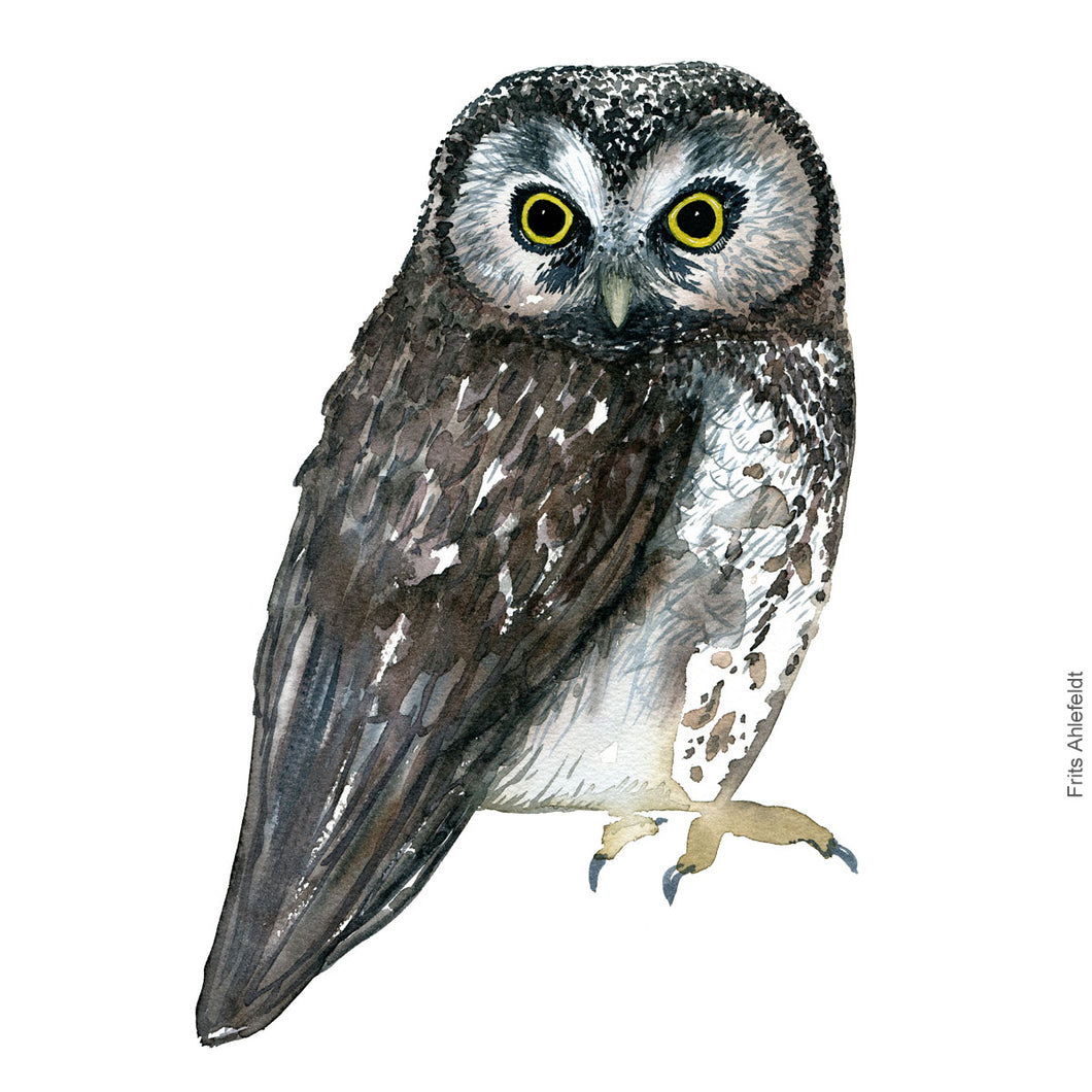 Dw00329 Download Boreal owl (Perleugle) watercolour