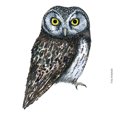Dw00330 Download Boreal owl (Perleugle) watercolour