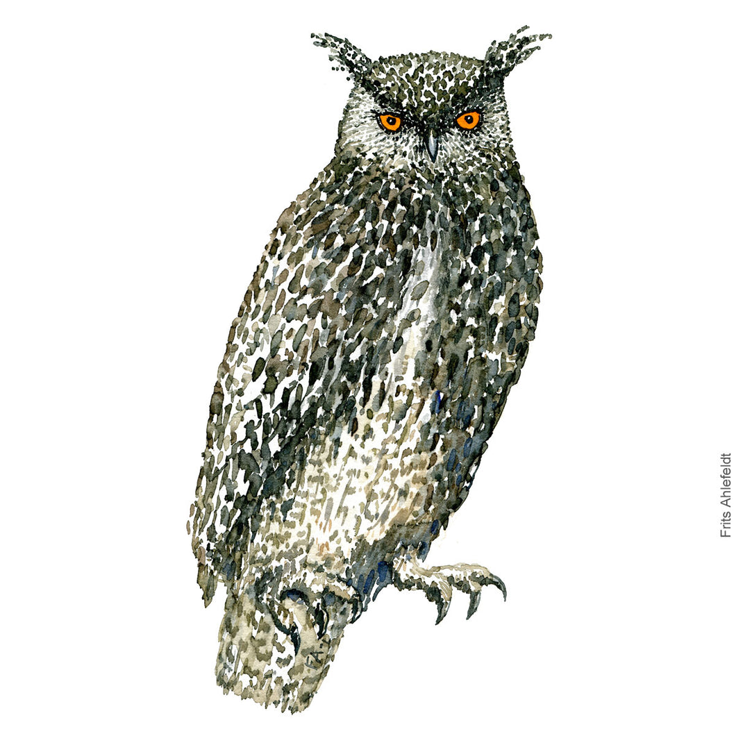Dw00331 Download Eurasian eagle owl (Stor hornugle) watercolour