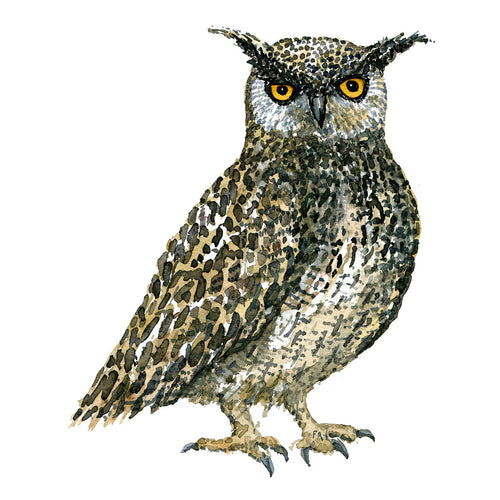 Dw00333 Download Eurasian eagle owl (Stor hornugle) watercolour