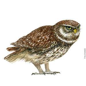 Dw00335 Download Little owl (Kirkeugle) watercolour
