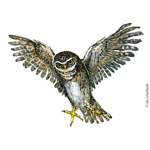 Dw00336 Download Little owl (Kirkeugle) watercolour