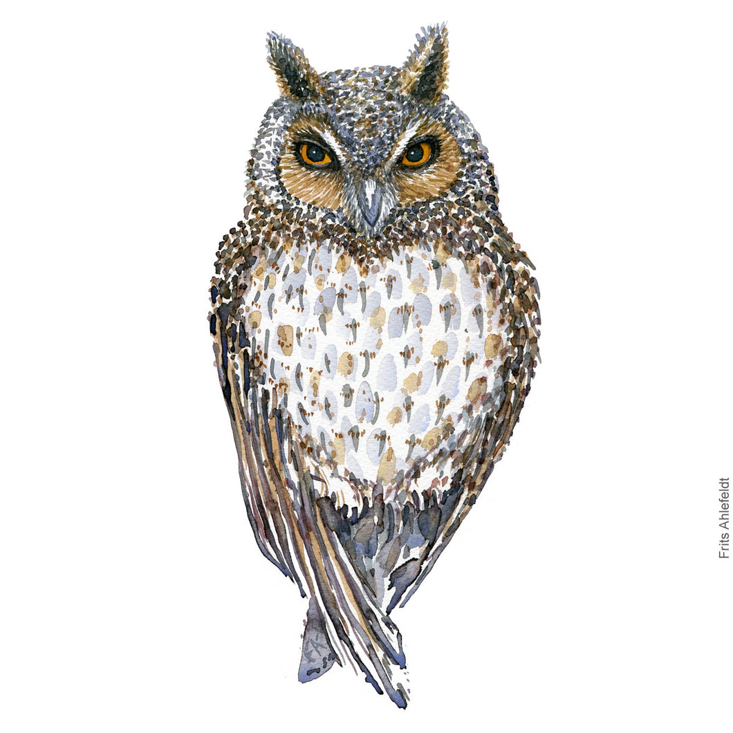 Dw00337 Download Long-eared owl (Skovhornugle) watercolour