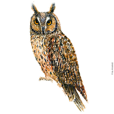 Dw00338 Download Long-eared owl (Skovhornugle) watercolour