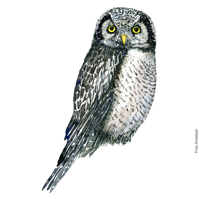 Dw00339 Download Northern hawk owl (Høgeugle) watercolour