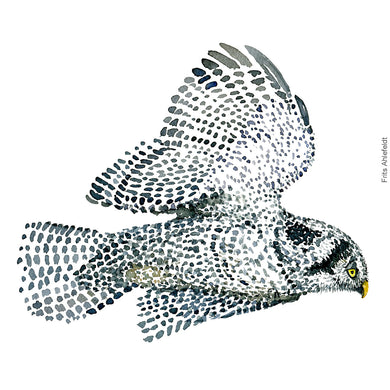 Dw00340 Download Northern hawk owl (Høgeugle) watercolour
