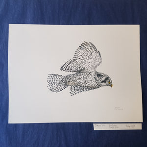 Dw00340 Original Northern hawk owl watercolor