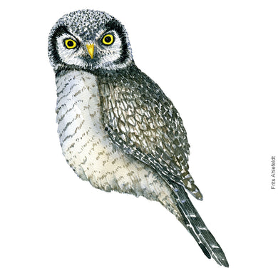 Dw00341 Download Northern hawk owl (Høgeugle) watercolour