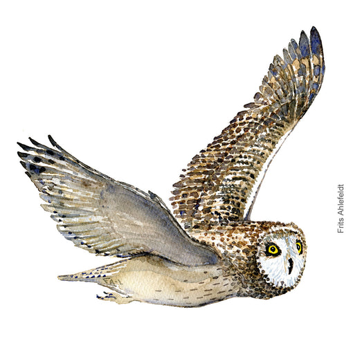 Dw00342 Download Short eared owl (Mosehornugle) watercolour