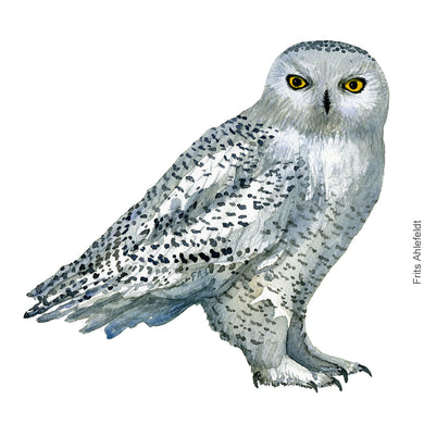 Dw00344 Download Snowy owl (Sneugle) watercolour