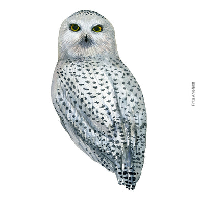 Dw00345 Download Snowy owl (Sneugle) watercolour
