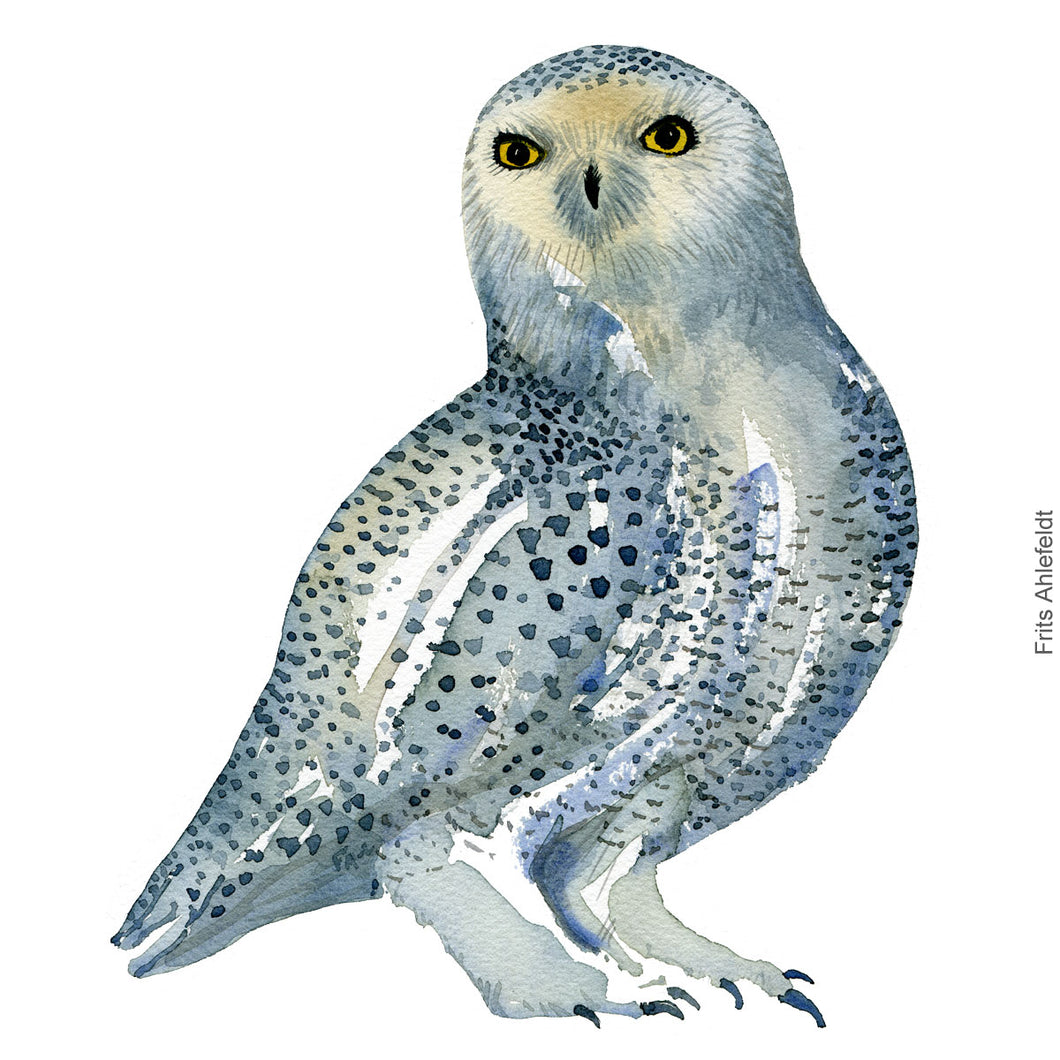 Dw00346 Download Snowy owl (Sneugle) watercolour