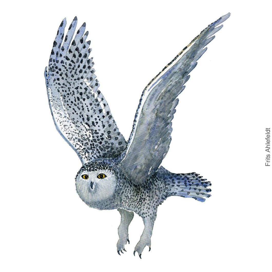 Dw00347 Download Snowy owl (Sneugle) watercolour