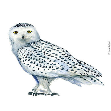 Dw00348 Download Snowy owl (Sneugle) watercolour