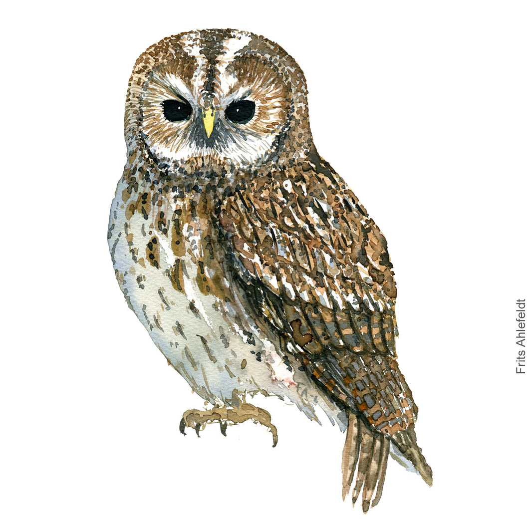 Dw00350 Download Tawny owl (Natugle) watercolour