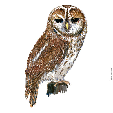 Dw00351 Download Tawny owl (Natugle) watercolour