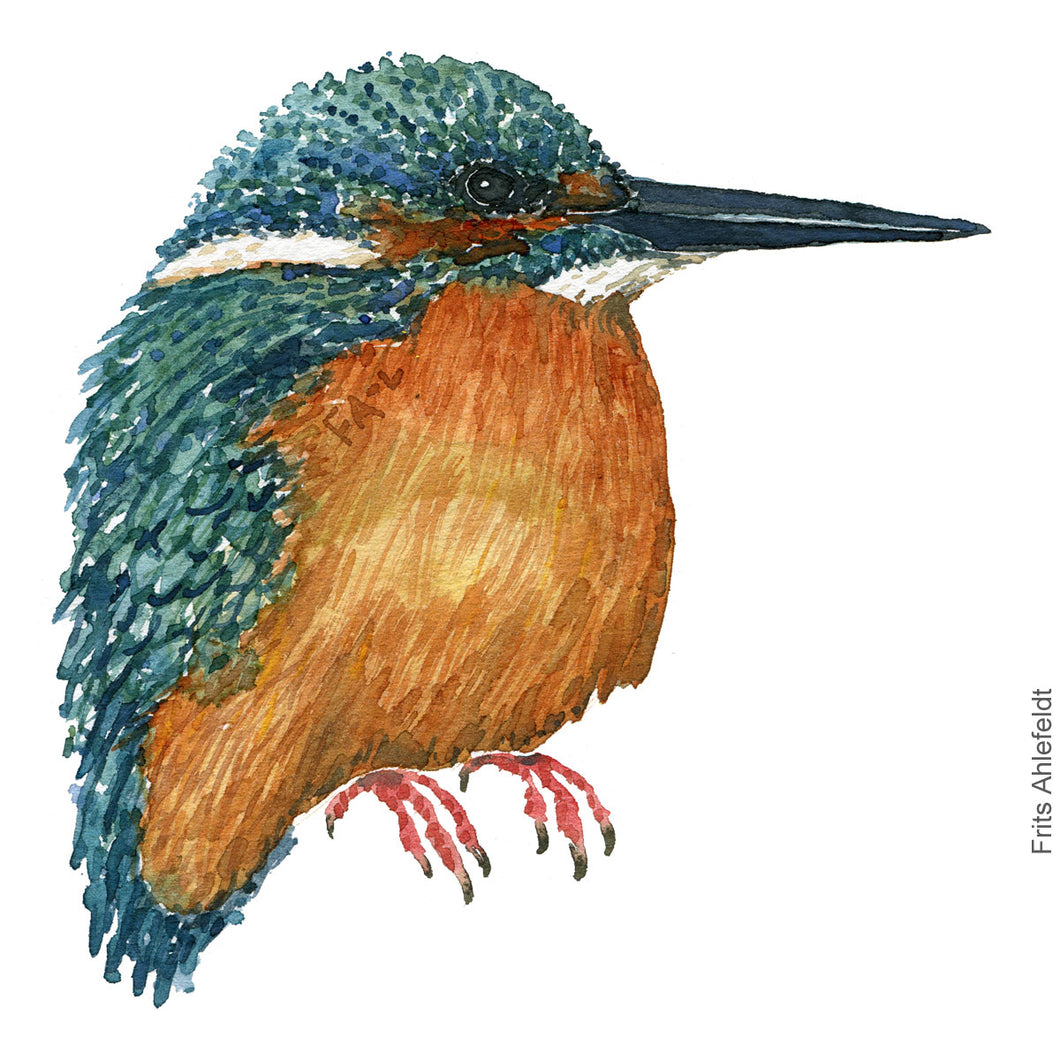 Dw00353 Download Common Kingfisher (Isfugl) watercolour