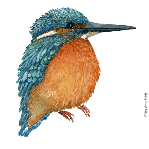 Dw00354 Download Common Kingfisher (Isfugl) watercolour
