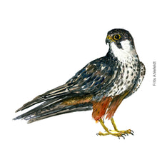Load image into Gallery viewer, Dw00357 Original Hobby falcon watercolor