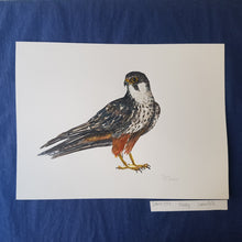 Load image into Gallery viewer, Dw00357 Original Hobby falcon watercolor
