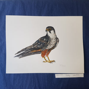 Dw00357 Original Hobby falcon watercolor