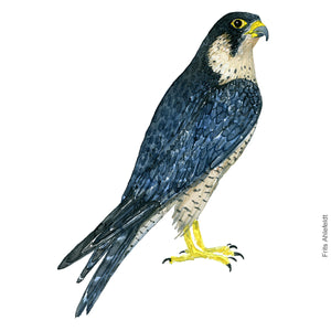 Dw00358 Download Peregrine falcon (Vandrefalk) watercolour