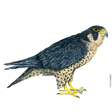 Dw00359 Download Peregrine falcon (Vandrefalk) watercolour