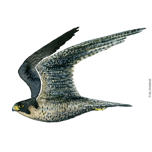 Dw00360 Download Peregrine falcon (Vandrefalk) watercolour
