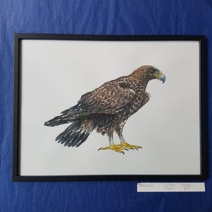 Dw00366 Original Golden eagle watercolor