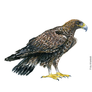 Dw00366 Download Golden eagle (Kongeørn) watercolour