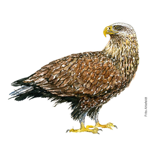 Dw00367 Download White-tailed eagle (Havørn) watercolour