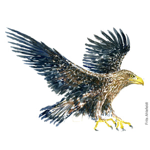 Dw00368 Download White-tailed eagle (Havørn) watercolour