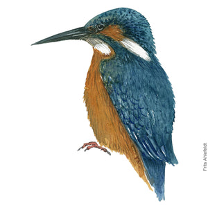 Dw00369 Download Common kingfisher (Isfugl) watercolour
