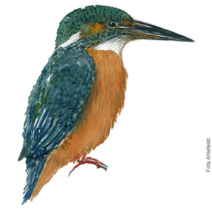 Dw00370 Download Common kingfisher (Isfugl) watercolour