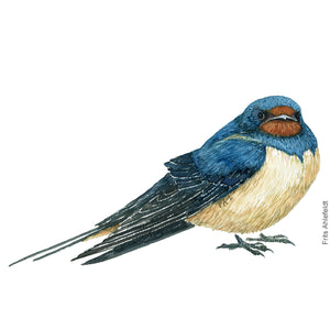 Dw00371 Download Barn swallow (Landsvale) watercolour