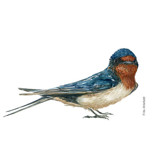 Dw00372 Download Barn swallow (Landsvale) watercolour