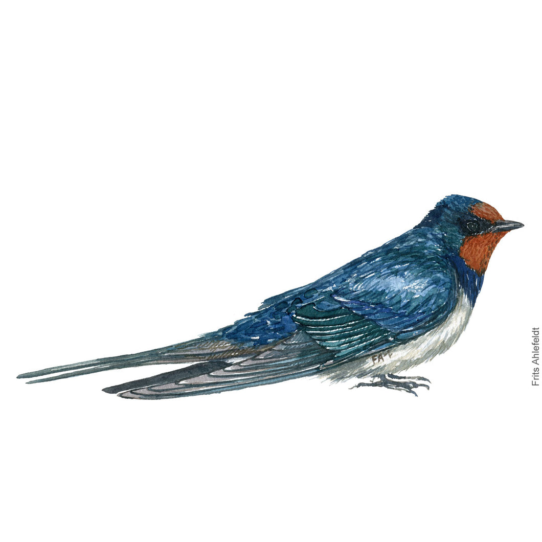 Dw00373 Download Barn swallow (Landsvale) watercolour