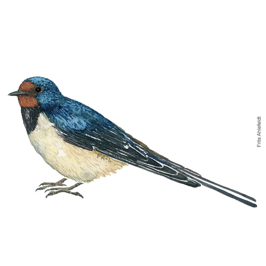 Dw00374 Download Barn swallow (Landsvale) watercolour
